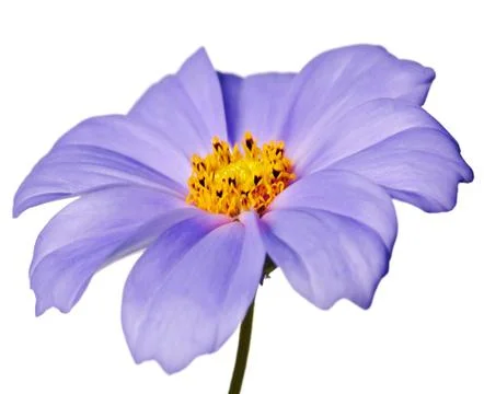 Daisy isolated Foto stock