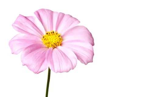 Daisy isolated Stock Photos