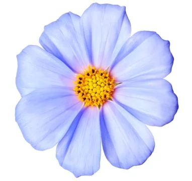 Daisy isolated Stock Photos