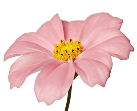 Daisy isolated Stock Photos