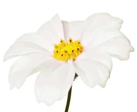 Daisy isolated Stock Photos