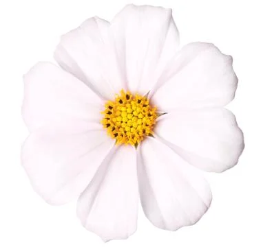 Daisy isolated Stock Photos