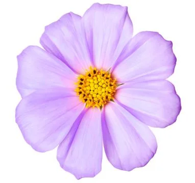 Daisy isolated Stock Photos