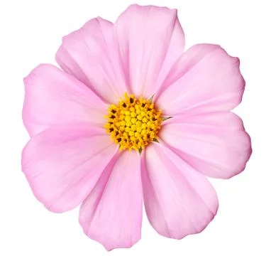 Daisy isolated Stock Photos