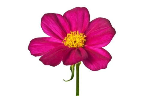 Daisy isolated Foto stock