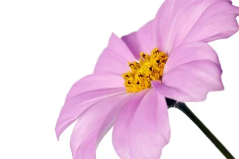 Daisy isolated Stock Photos