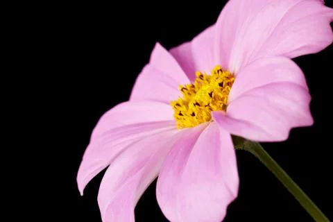 Daisy isolated Stock Photos