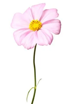 Daisy isolated Stock Photos