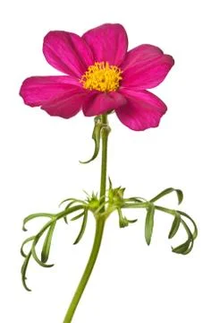 Daisy isolated Foto stock