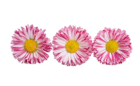 Daisy isolated Stock Photos