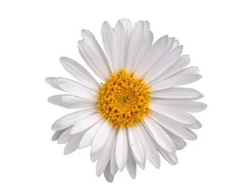 Daisy isolated on white background Stock Photos