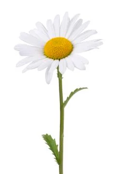 Daisy isolated on white Fotos de archivo