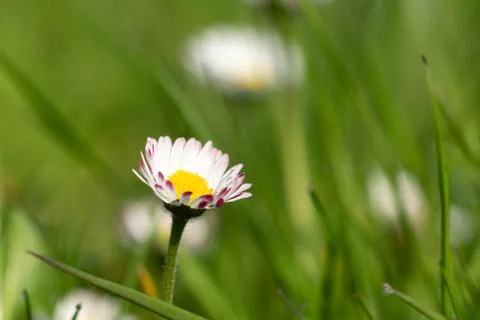 A daisy in the lawn - close up Foto stock