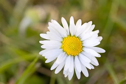 A daisy in a lawn close-up Stock Photos