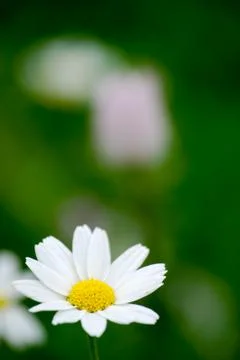 Daisy left side of frame Stock Photos