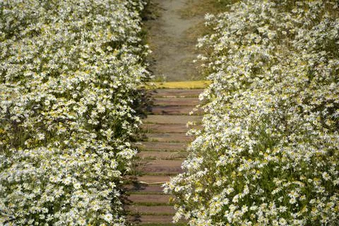 Daisy Lined Wooden Pathway Through Wildflower Garden Patagonia Stock Photos