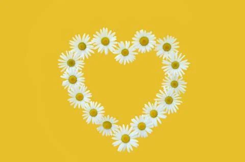 Daisy in love shape over yellow background Stock Photos