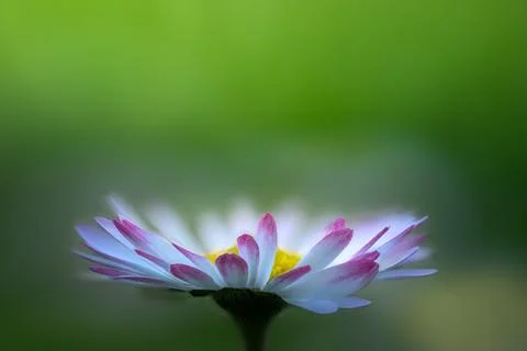 Daisy Low Angle Side View Spring Macro Bulgaria Stock Photos