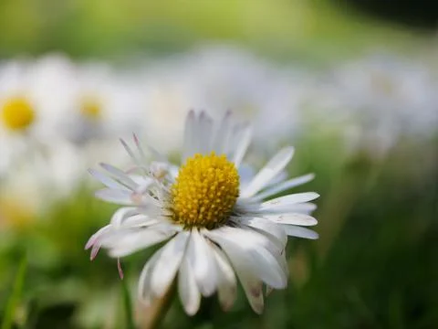 Daisy Macro Close Up Stock Photos