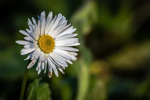 Daisy macro close up shot Stock Photos