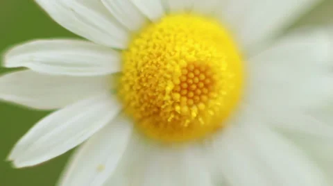 Daisy Macro Stock Footage 39771682
