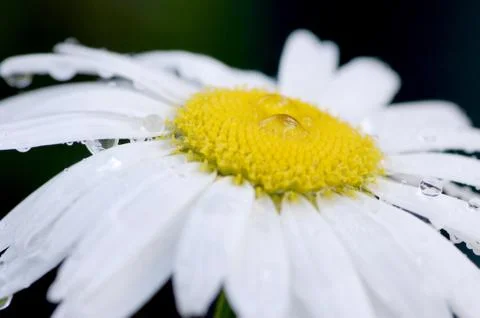 Daisy macro Stock Photos