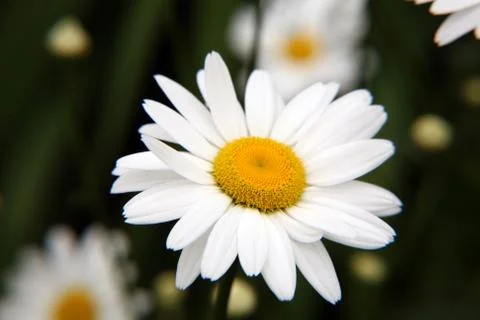 Daisy macro 스톡 사진