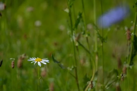 Daisy on meadow as background. Stock Photos