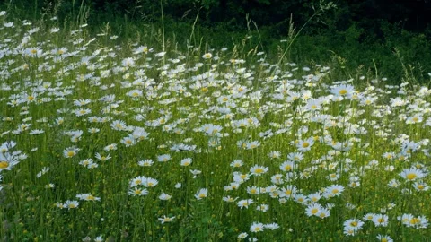 Daisy meadow in bloom, wide angle daisy shot in green grass 動画素材 247134917
