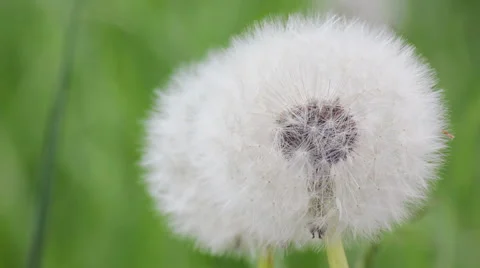 Daisy on meadow Stock Footage 48955681
