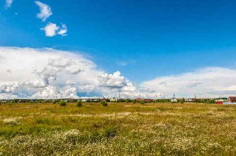 Daisy on a meadow Foto stock
