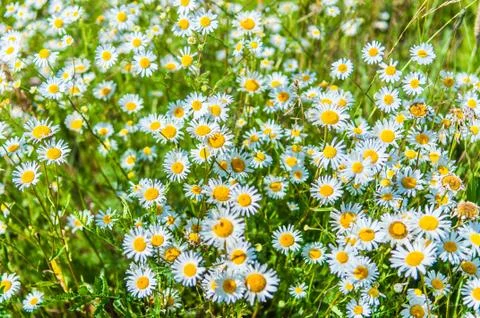Daisy on a meadow Foto stock