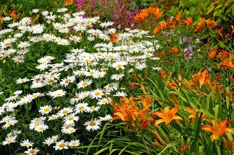 Daisy meadow Stock Photos