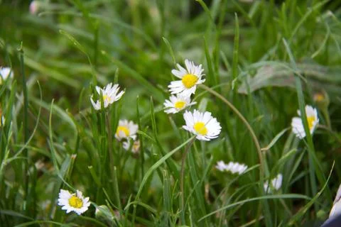 Daisy in the meadow Stockfoto's