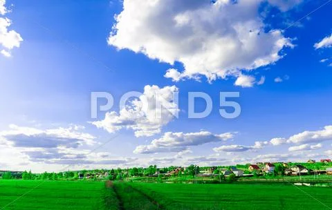 Daisy on a meadow Stock Photos