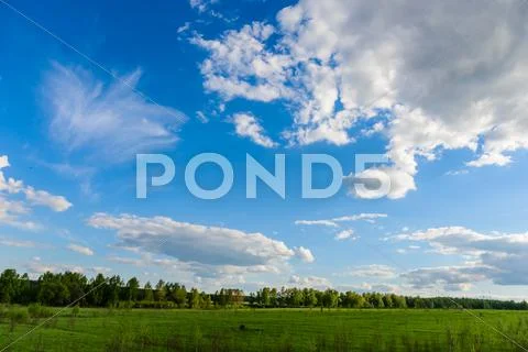 Daisy on a meadow Stock Photos