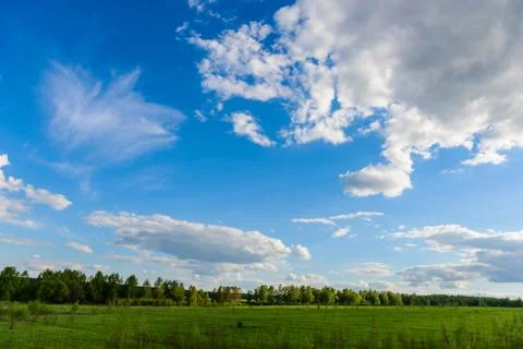Daisy on a meadow Foto stock