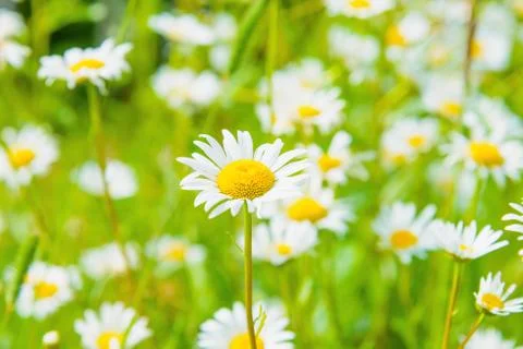 Daisy on a meadow Foto stock