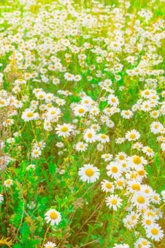 Daisy on a meadow Stock Photos