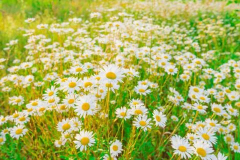 Daisy on a meadow 写真素材