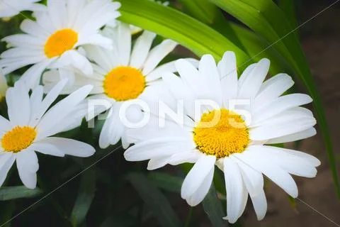 Daisy on a meadow Stock Photos