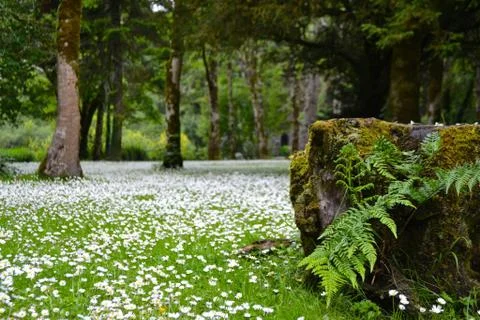 Daisy Meadow Stockfoto's
