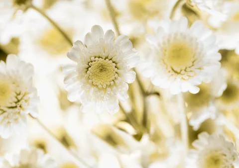 Daisy on a meadow Foto stock