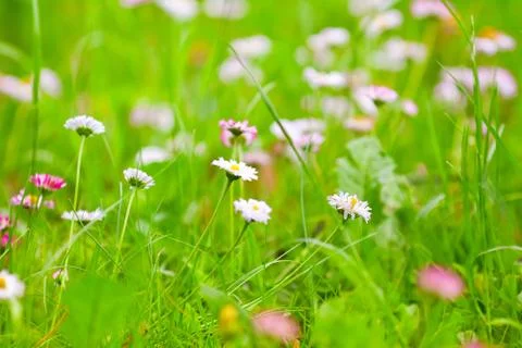 Daisy meadow Stock Photos