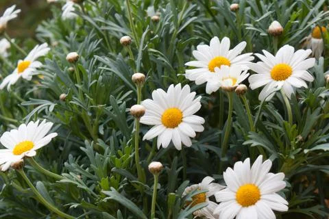 Daisy meadow Stock Photos