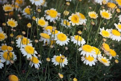 Daisy meadow Stock Photos