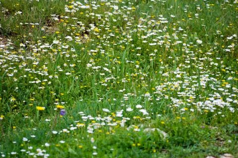 Daisy meadow Foto stock