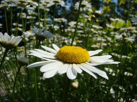 Daisy meadow Stock Photos