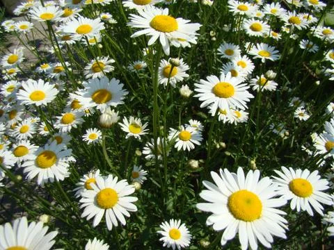 Daisy meadow Stock Photos