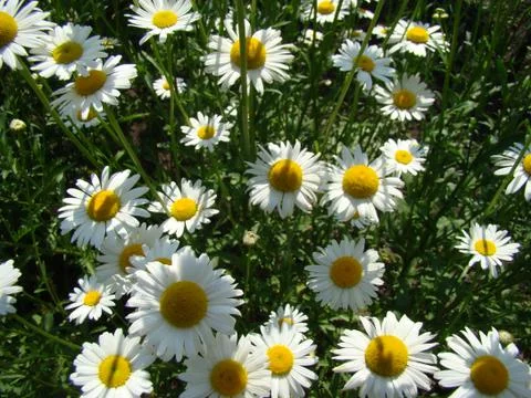 Daisy meadow Stock Photos